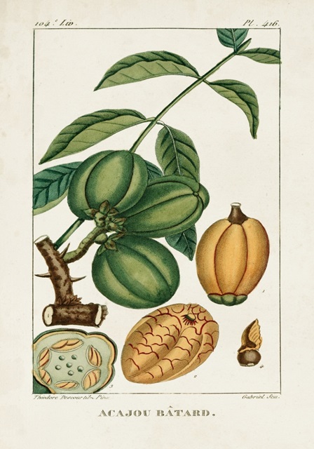 Turpin Foliage & Fruit IV