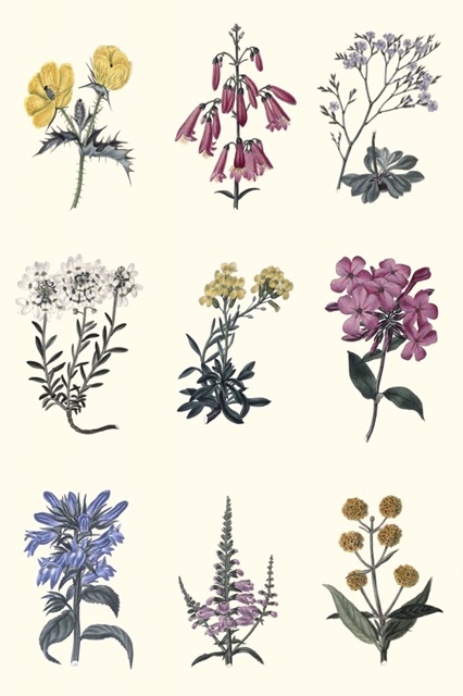 Antique Floral Chart