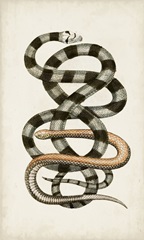 Antique Snakes I