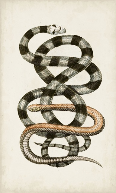 Antique Snakes I