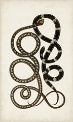 Antique Snakes II