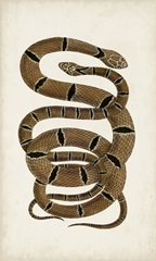 Antique Snakes III