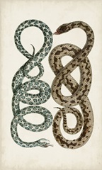 Antique Snakes IV