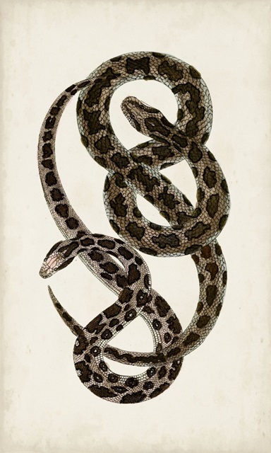 Antique Snakes V