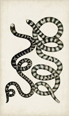 Antique Snakes VI