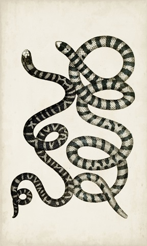 Antique Snakes VI
