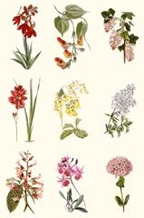 Botanical Array Chart