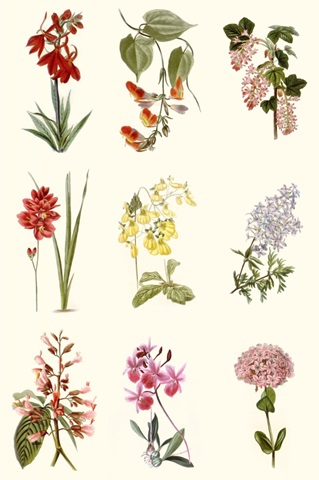 Botanical Array Chart