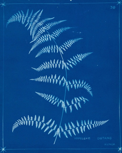 Cyanotype Ferns I