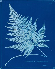 Cyanotype Ferns II