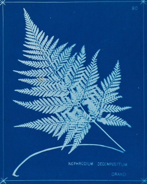 Cyanotype Ferns II