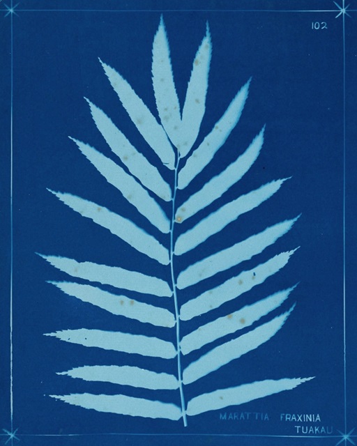 Cyanotype Ferns III