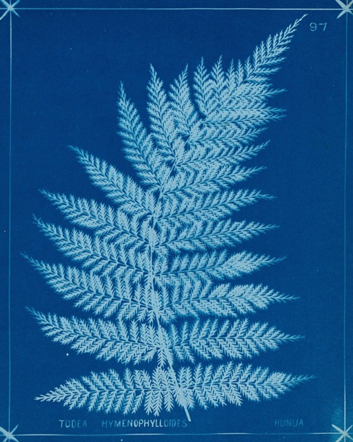 Cyanotype Ferns IX