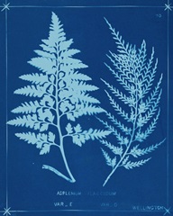 Cyanotype Ferns V