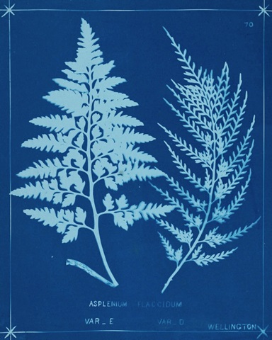 Cyanotype Ferns V