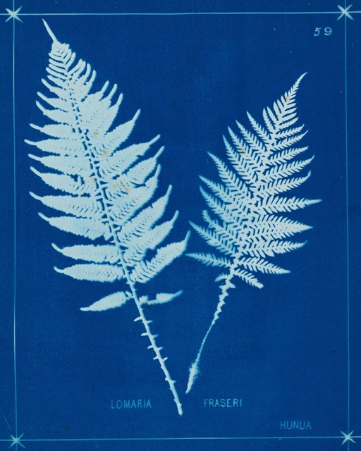 Cyanotype Ferns VI