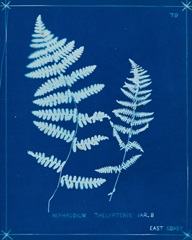 Cyanotype Ferns VIII