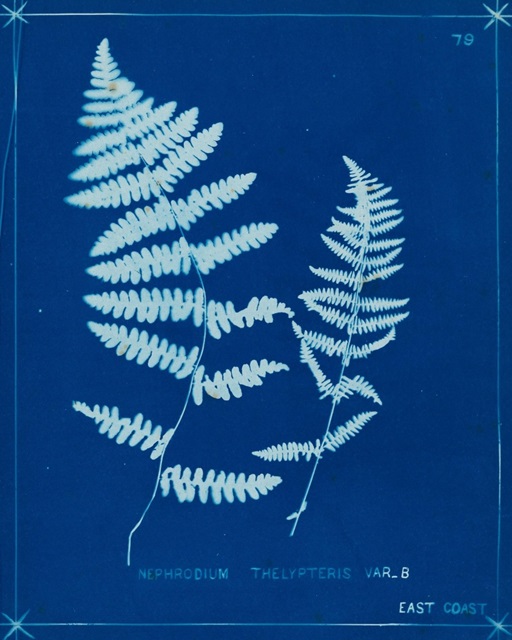 Cyanotype Ferns VIII