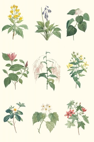 Soft Botanical Chart