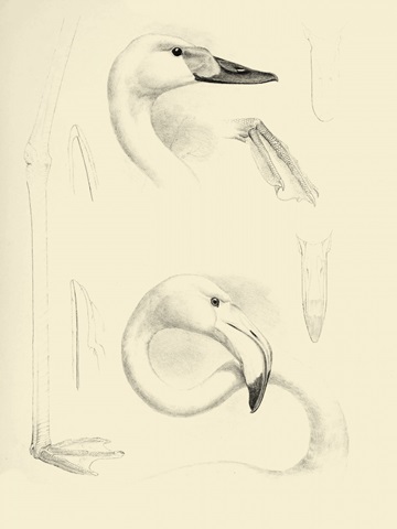 Waterbird Sketchbook II