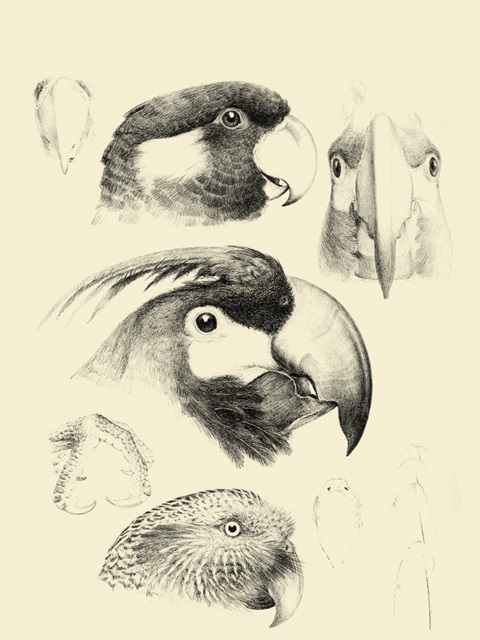 Waterbird Sketchbook III