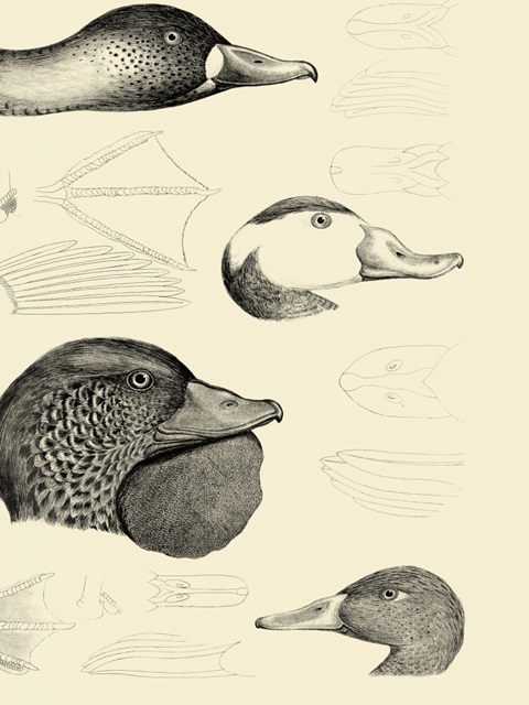 Waterbird Sketchbook IV