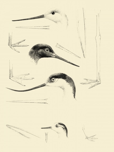 Waterbird Sketchbook V