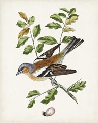 Antique Bird, Botanical & Egg II