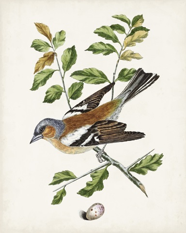 Antique Bird, Botanical & Egg II