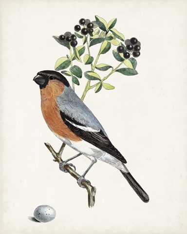Antique Bird, Botanical & Egg IV