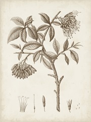 Antique Sepia Botanicals I