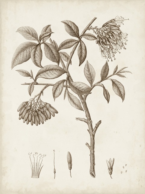 Antique Sepia Botanicals I