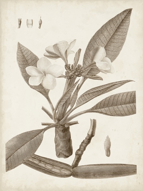 Antique Sepia Botanicals II