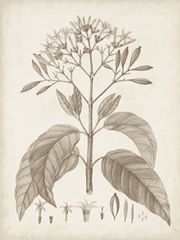 Antique Sepia Botanicals III