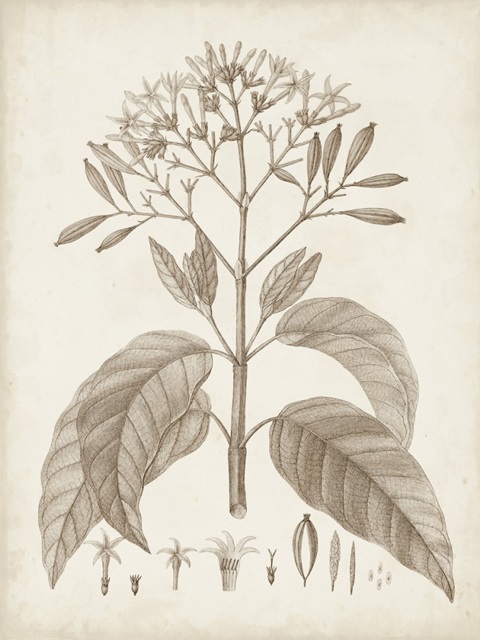 Antique Sepia Botanicals III