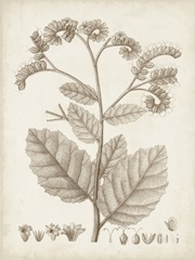 Antique Sepia Botanicals IV