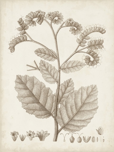 Antique Sepia Botanicals IV