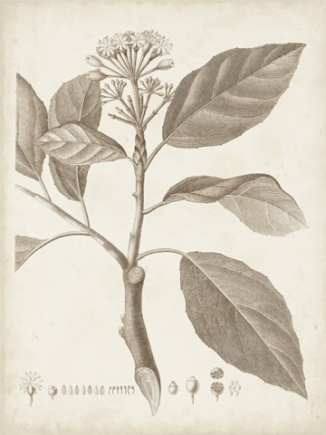 Antique Sepia Botanicals IX