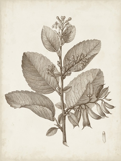 Antique Sepia Botanicals V