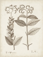 Antique Sepia Botanicals VI