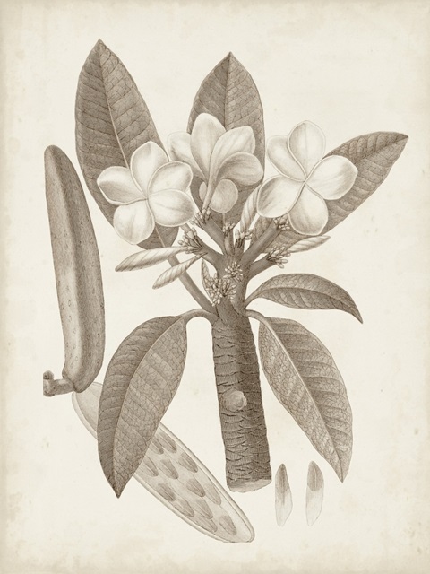 Antique Sepia Botanicals VII