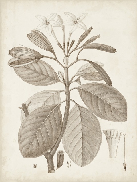 Antique Sepia Botanicals VIII