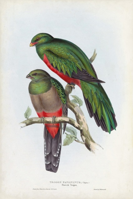 Gould Tropical Birds I