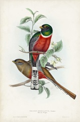 Gould Tropical Birds II