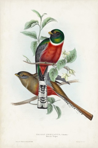 Gould Tropical Birds II