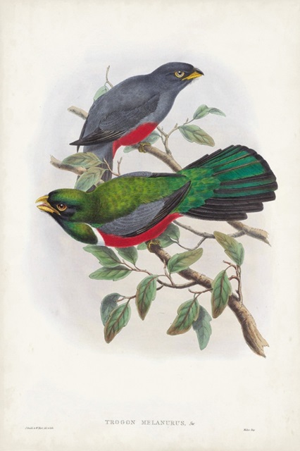 Gould Tropical Birds III