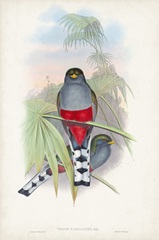 Gould Tropical Birds IV