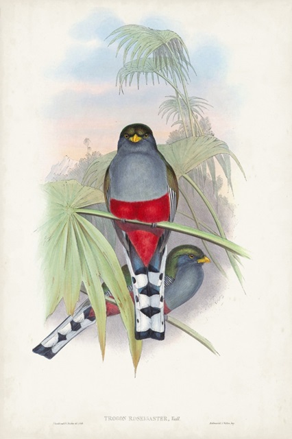 Gould Tropical Birds IV