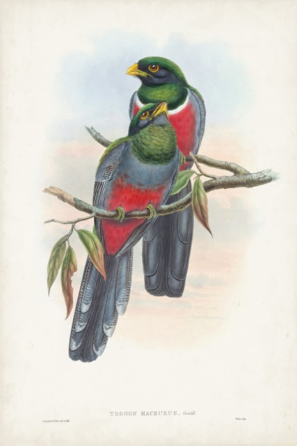 Gould Tropical Birds IX