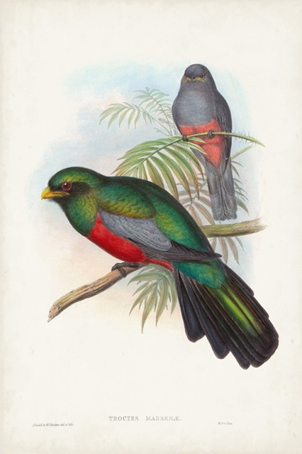 Gould Tropical Birds V